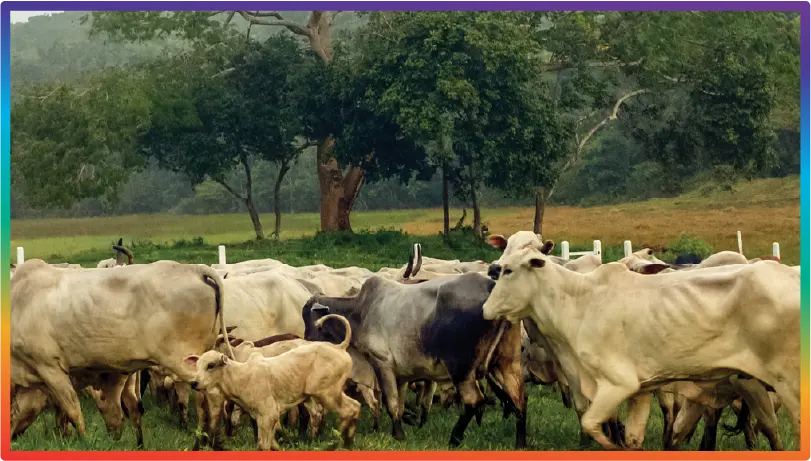 Agricultura